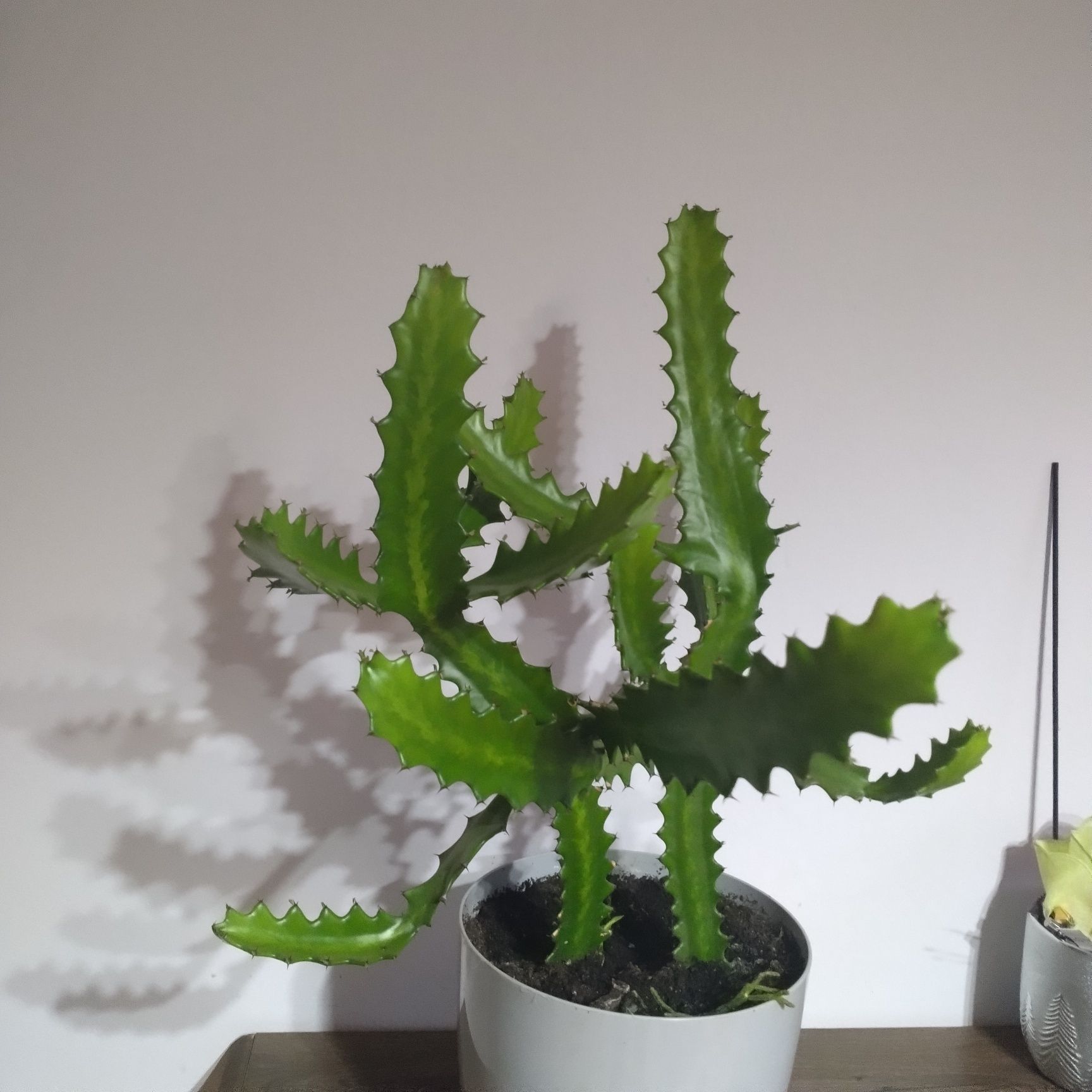 Ładny zdrowy kaktus