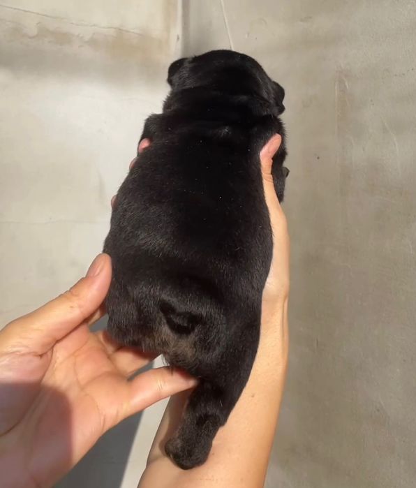 Французький бульдог.