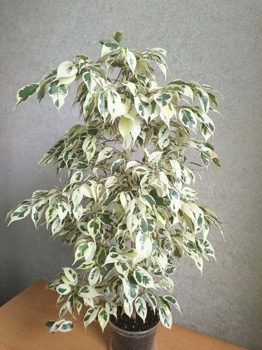 Фікус Твайлайт білий фікус бенджаміна Twilight Твілайт