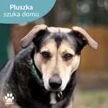 Cudowna sunia Pluszka szuka domu!