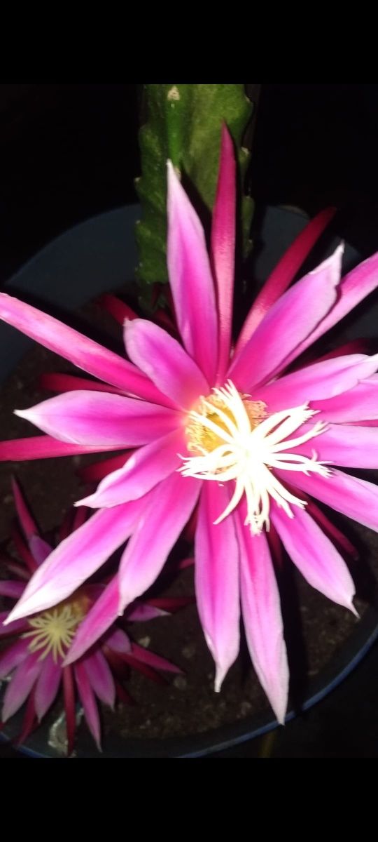 Mudas de Pitaya Estacas / Cladódios