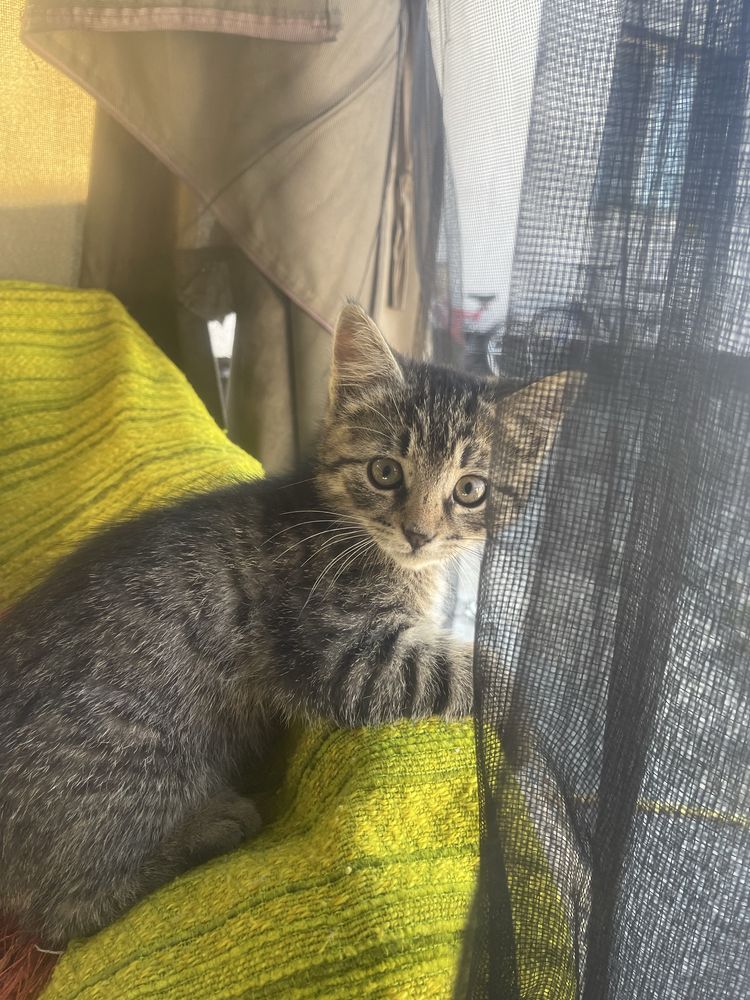 Подарую котиків!!