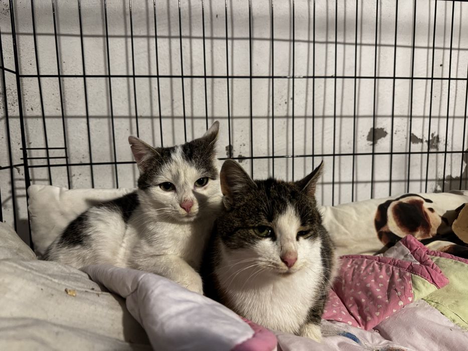 Kotek i kotka liczą na świąteczny cud i nowy domek :)