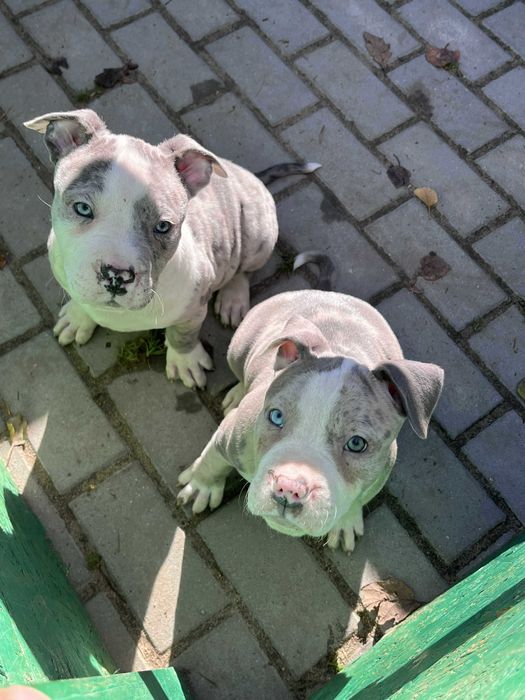 Amstaff piękny samiec merle błękitne oko