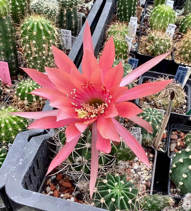 Nasiona Echinopsis / "Pseudolobivia" - kolorowe kwiaty
