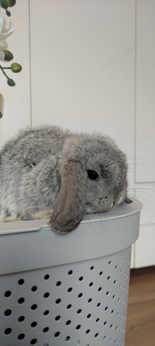 Mini Lop królik gotowe do odbioru