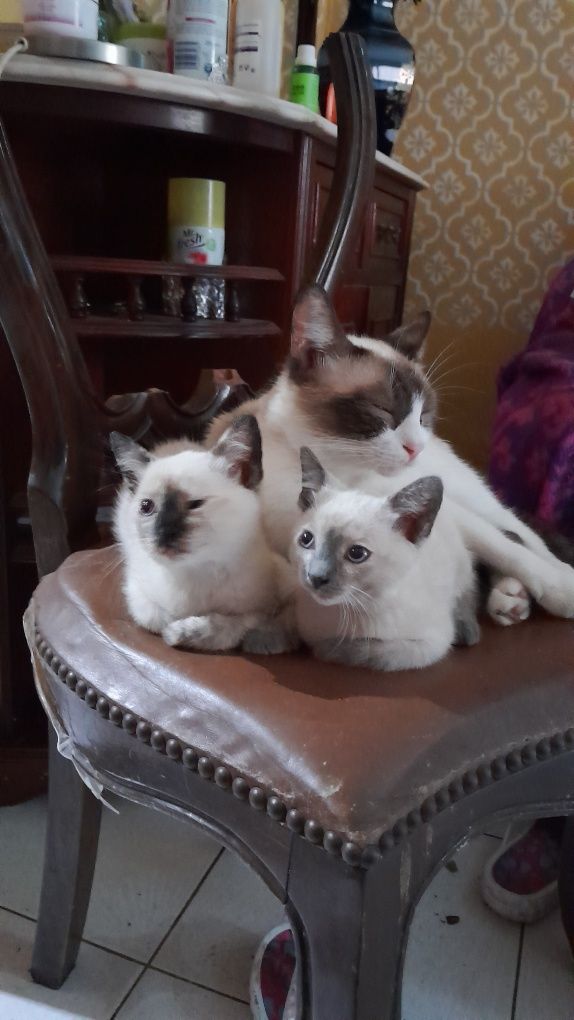 Duas gatinhas para adopção