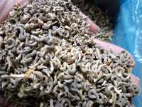 Продам насіння календули лікарської махрової