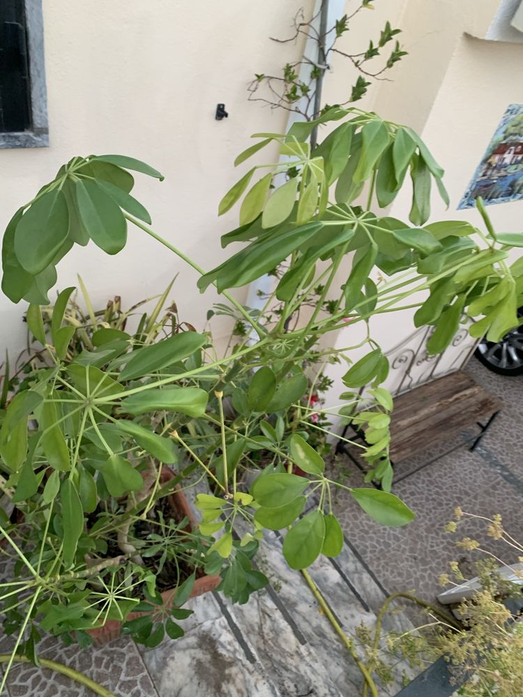 Vendo esta enorme planta ornamental com grande vaso de barro