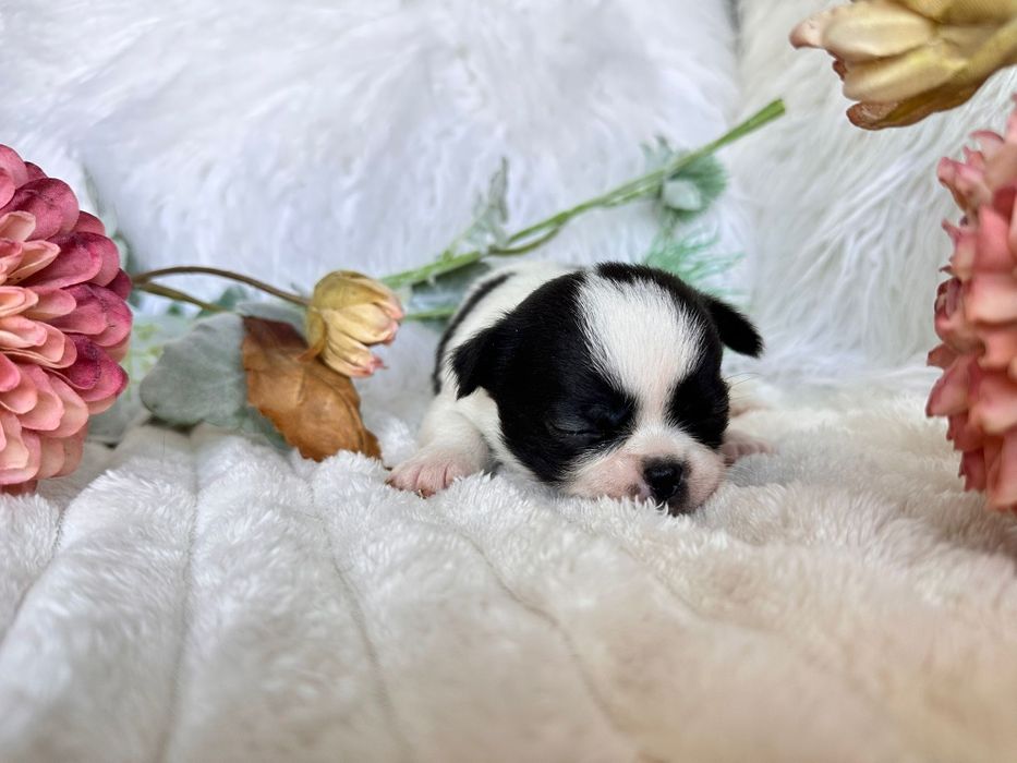 Chihuahua Mini. Menina.Cabeça de maçã.