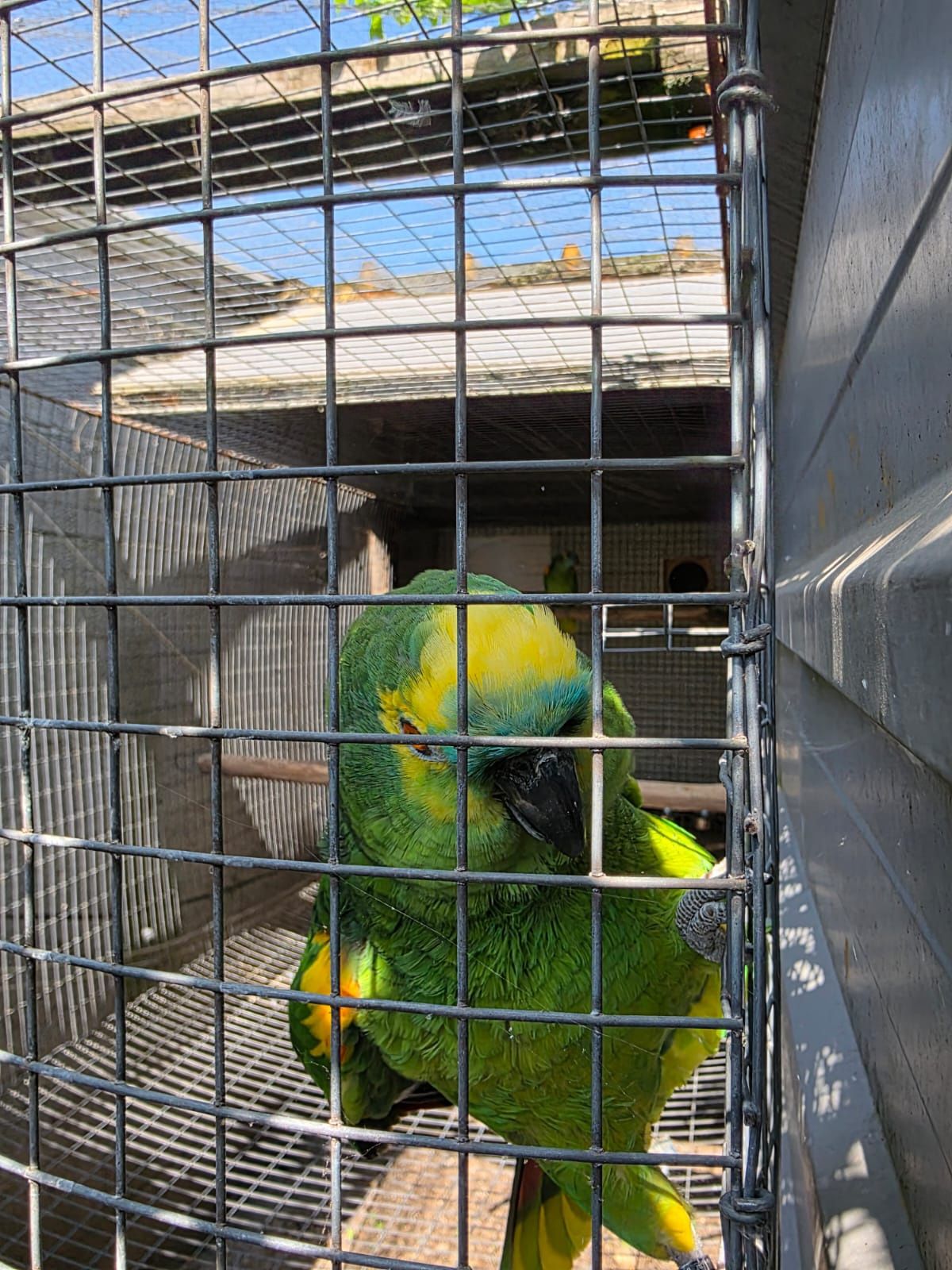 Casal reprodutor aestiva xanthopteryx