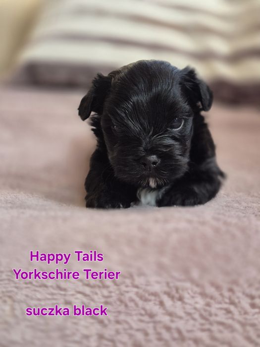 Yorkshire Terier ,suczka czarna
