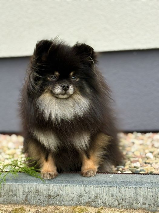 Śliczny miś! Szpic miniaturowy z Rodowodem