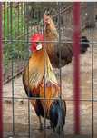 Pintos Fénix ou ovos encubados, galados de galinha Fenix