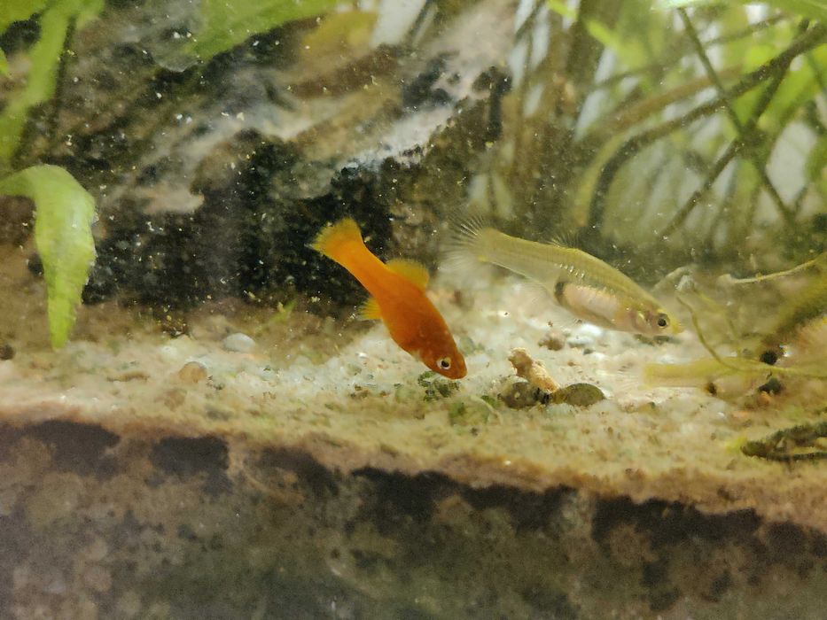 Mieczyk rybki akwariowe