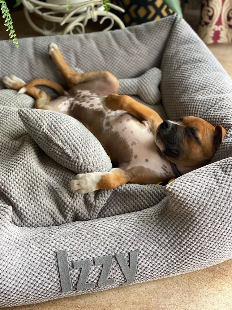 Legowisko Izzy szare dla psa M beds4dogs premium