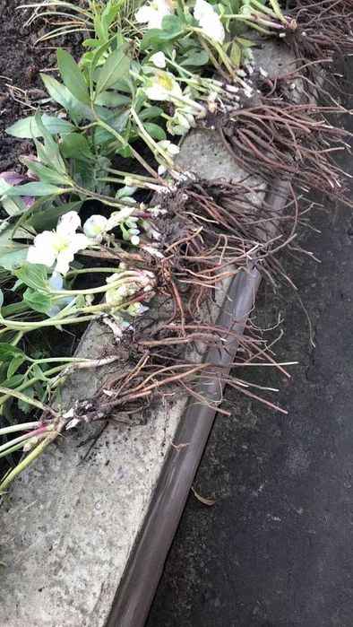 Морозник багаторічний