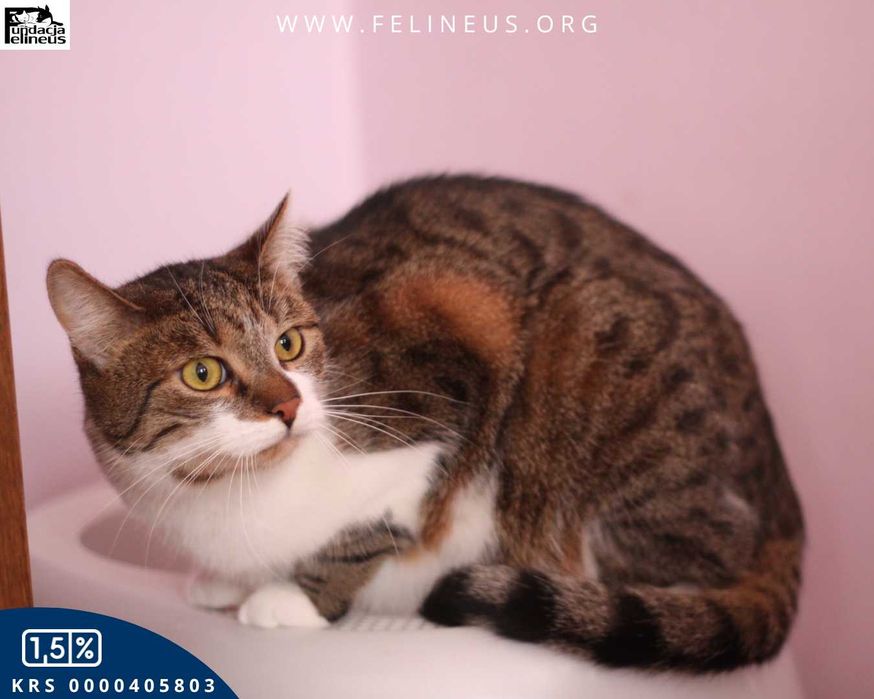 Duży, majestatyczny kocurek czeka na dom