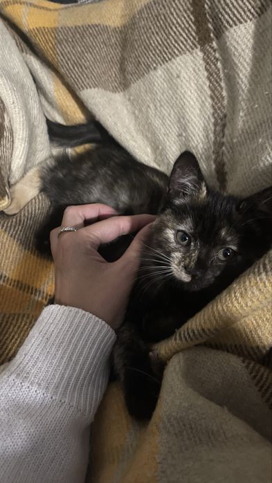 Кошенята, котики