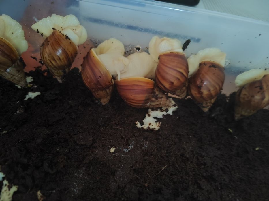 Ślimaki afrykańskie