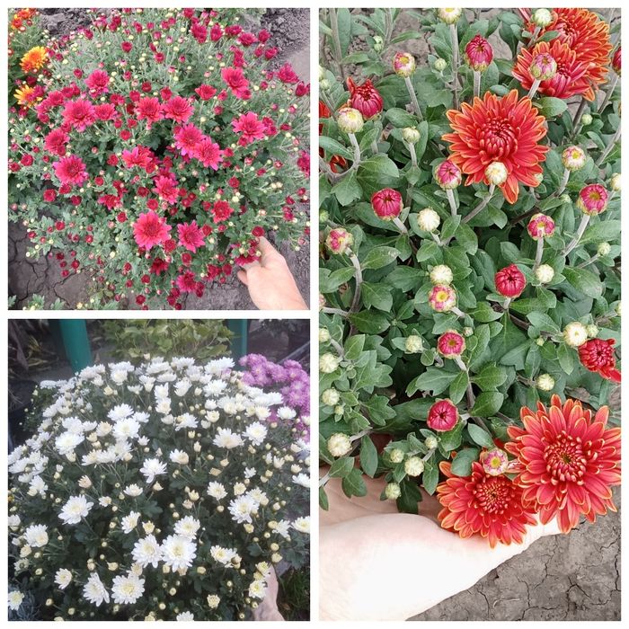 Хризантема мультифлора корейка Харків