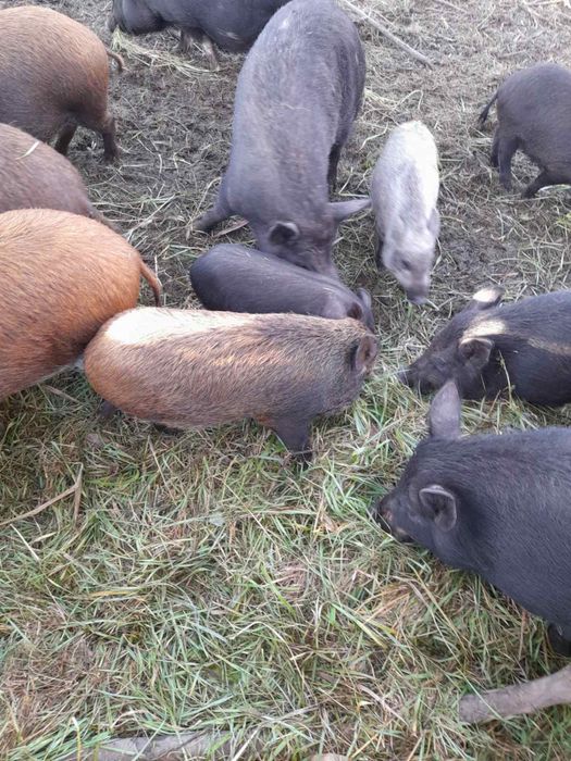 Терміново, продам свиней, поросят,бита вага.