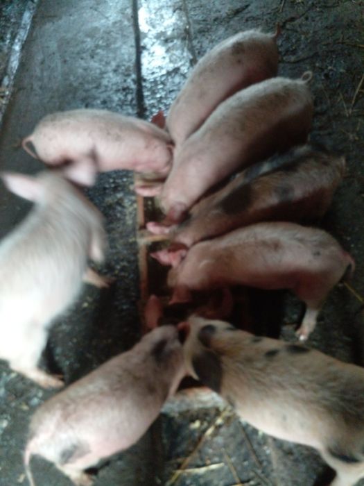 Продаш поросят  ..