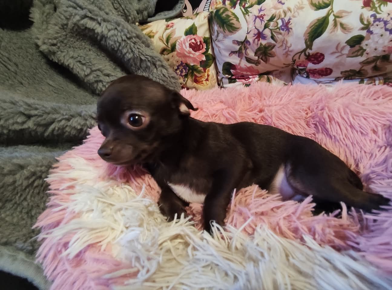 Cudny malutki piesek Chihuahua gorzka czekolada. GOTOWY DO ODBIORU.