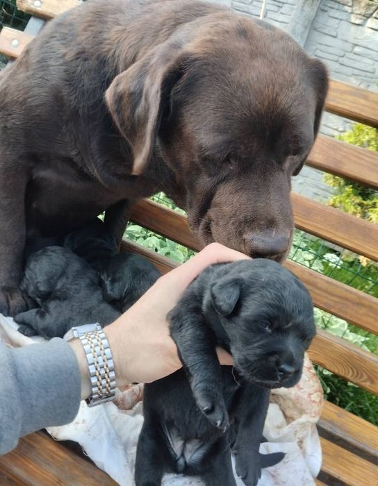 Цуценята Лабрадор Ретривер