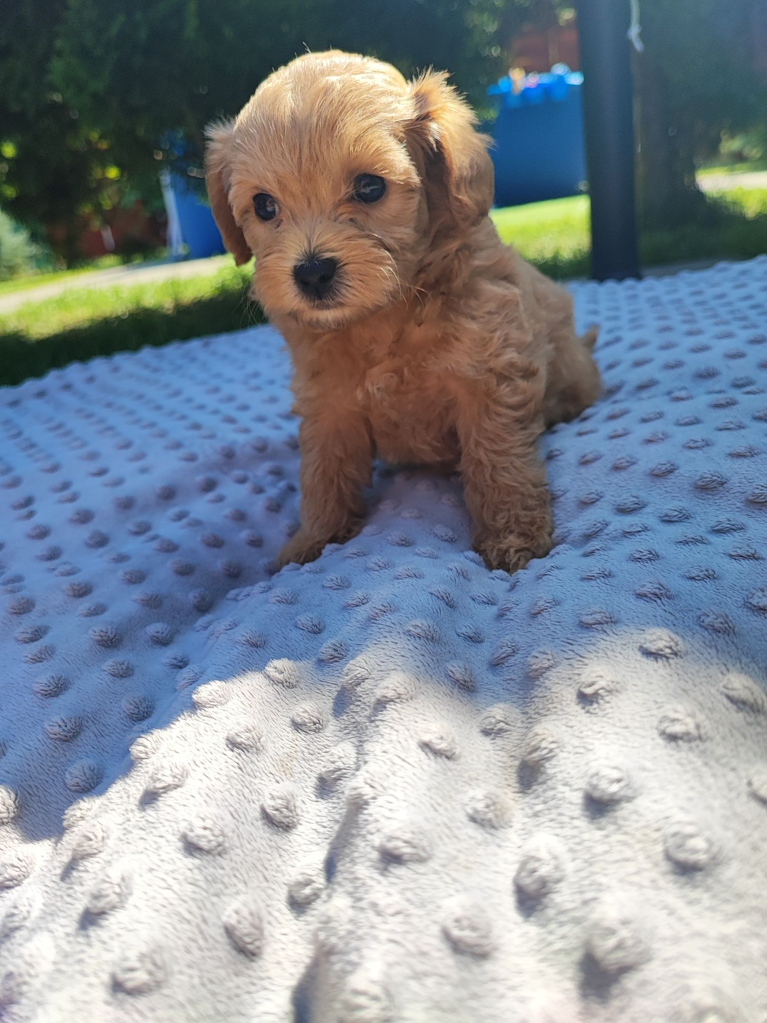 Maltipoo chłopiec F1
