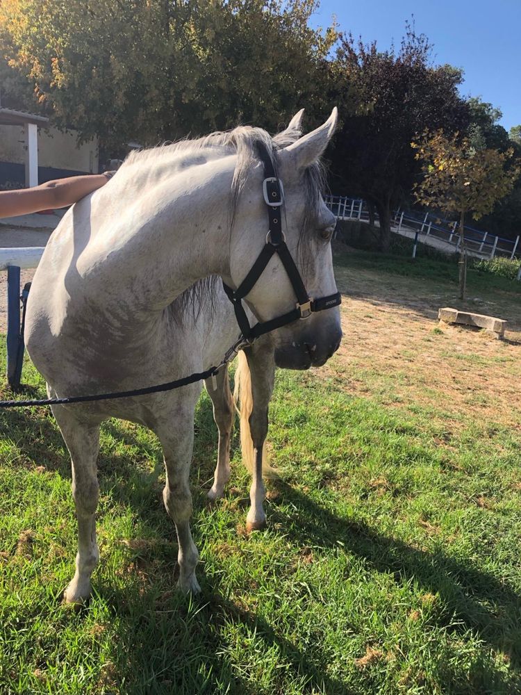 Cavalo Ruço cruzado  castrado letra J