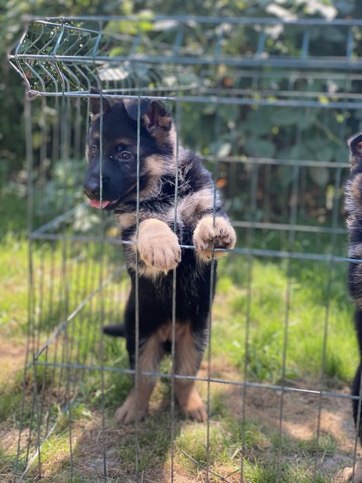 Неймовірні цуцики