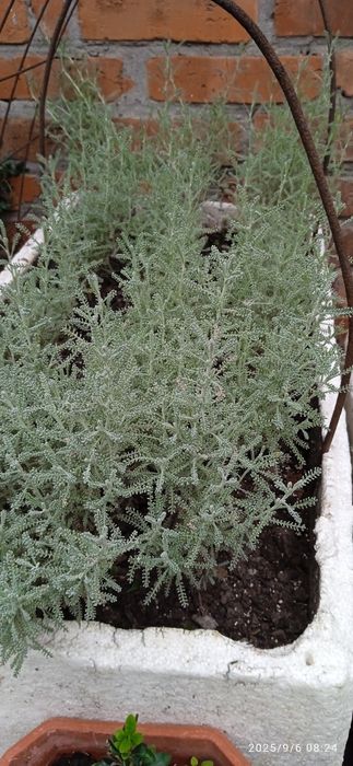 Рассада,сантолина серая/сизая/.