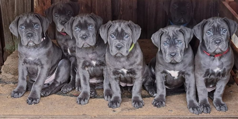 Кане Корсо готові до переізду