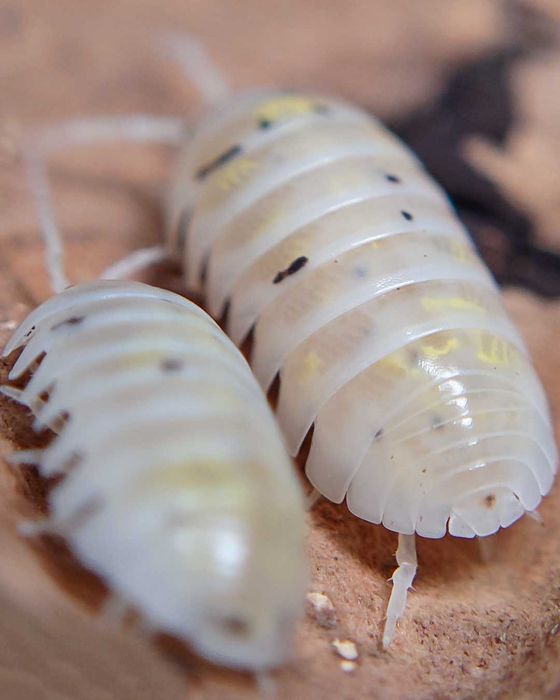 Armadillidium vulgare Magic Potion, isopody, kulanki, 10 szt.