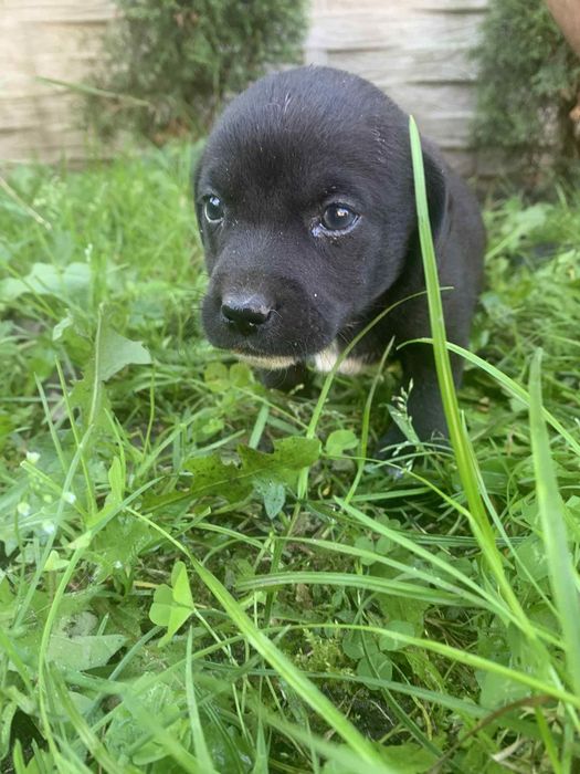 Oddam tylko w dobre ręce