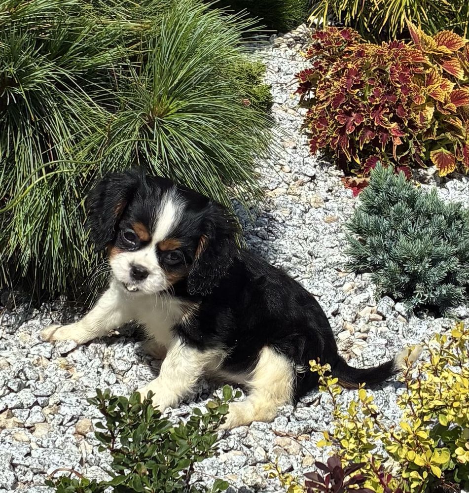 Cavalier King Charles Spaniel