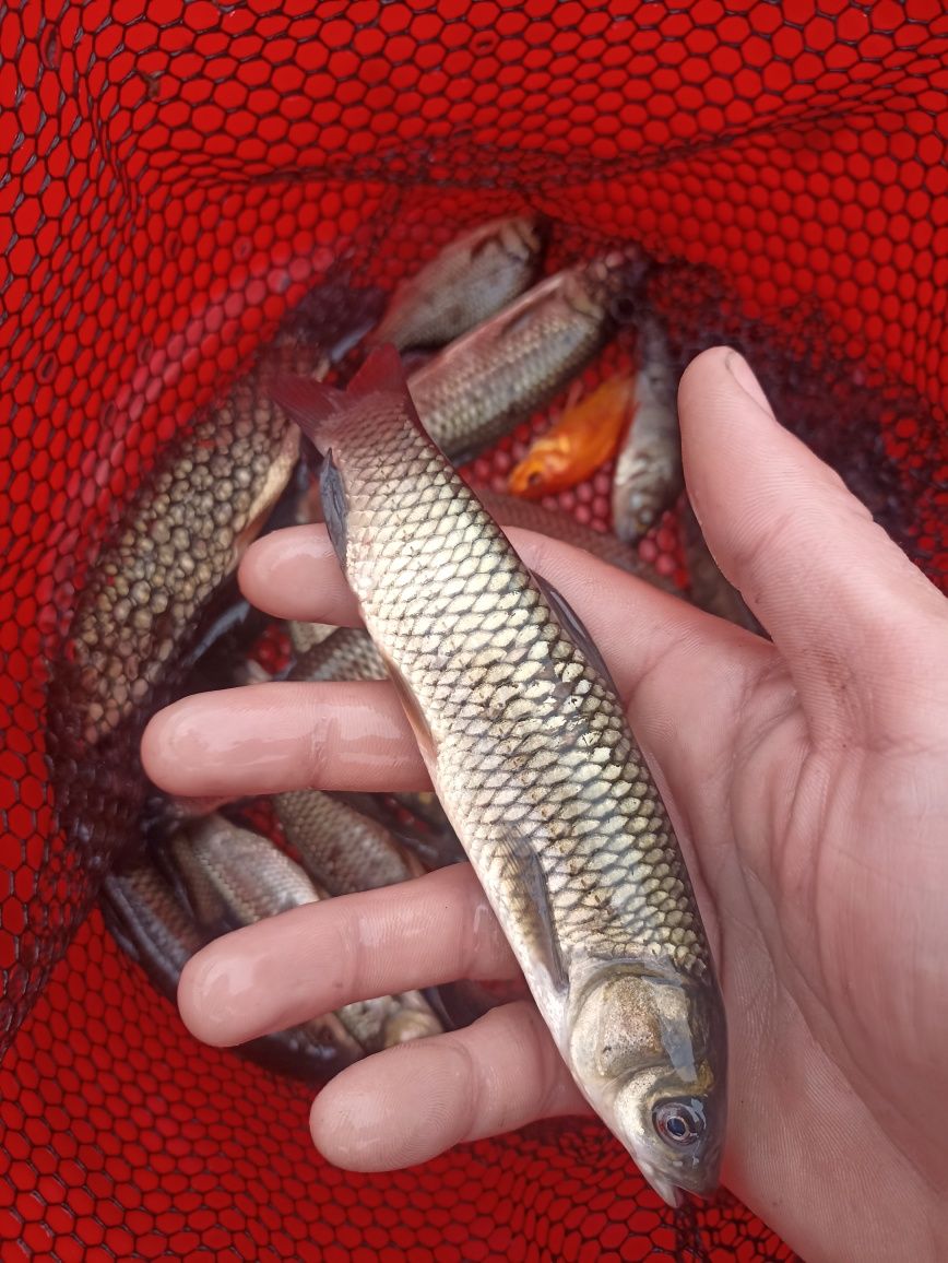 Karp ,Lin,Szczupak, Płoć narybek