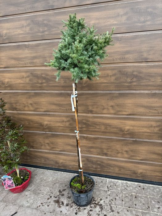 Модрина Larix Stiff Weeper Pendula Krejci Globus American Pie