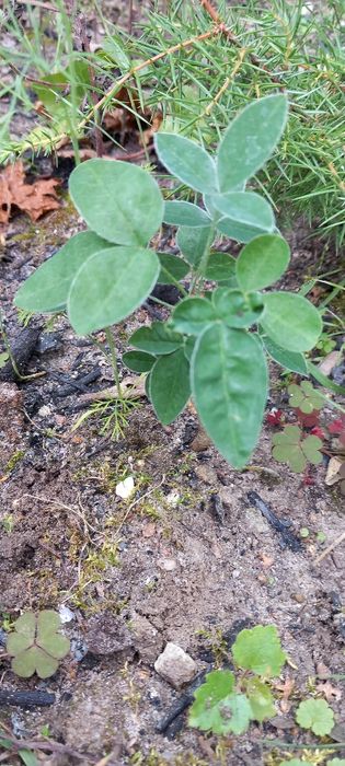 Berberysy, pęcherzyce zielone i bordowe, złotokap, perukowce.