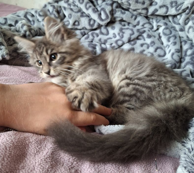 Тігрова на серебрі