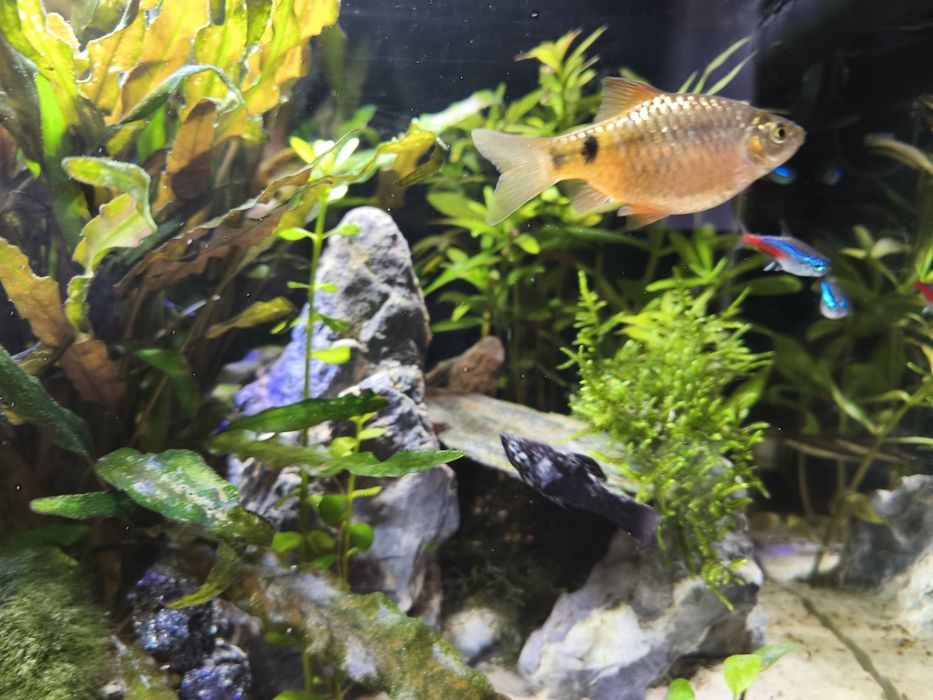 Brzanka różowa/sumatrzańska