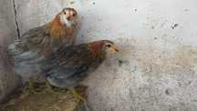 Pintos Araucana - Ovos azuis / verdes