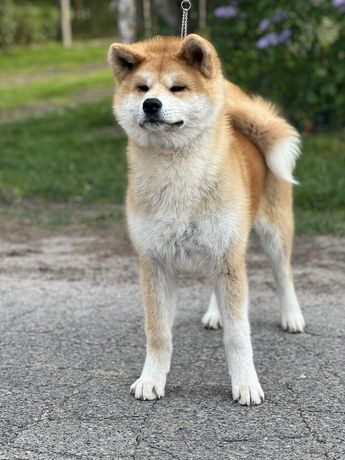 Suczka akita inu zkwp/FCI