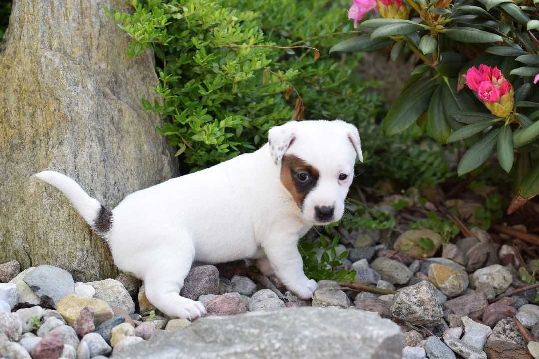 Suczka Szczeniak Jack Russell Terrier