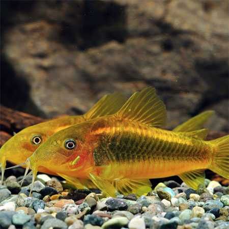 Kirys GOLD LASER - Corydoras CW 010 - ODŁÓW - WF - dowóz, wysyłka