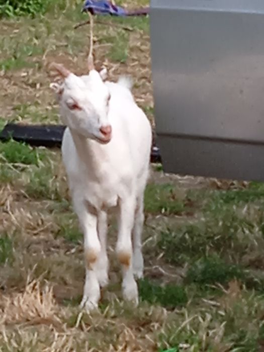 Продам козиня ламанчі