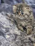 Kocurek perski silver tabby FPL okazyjnie sprzedam