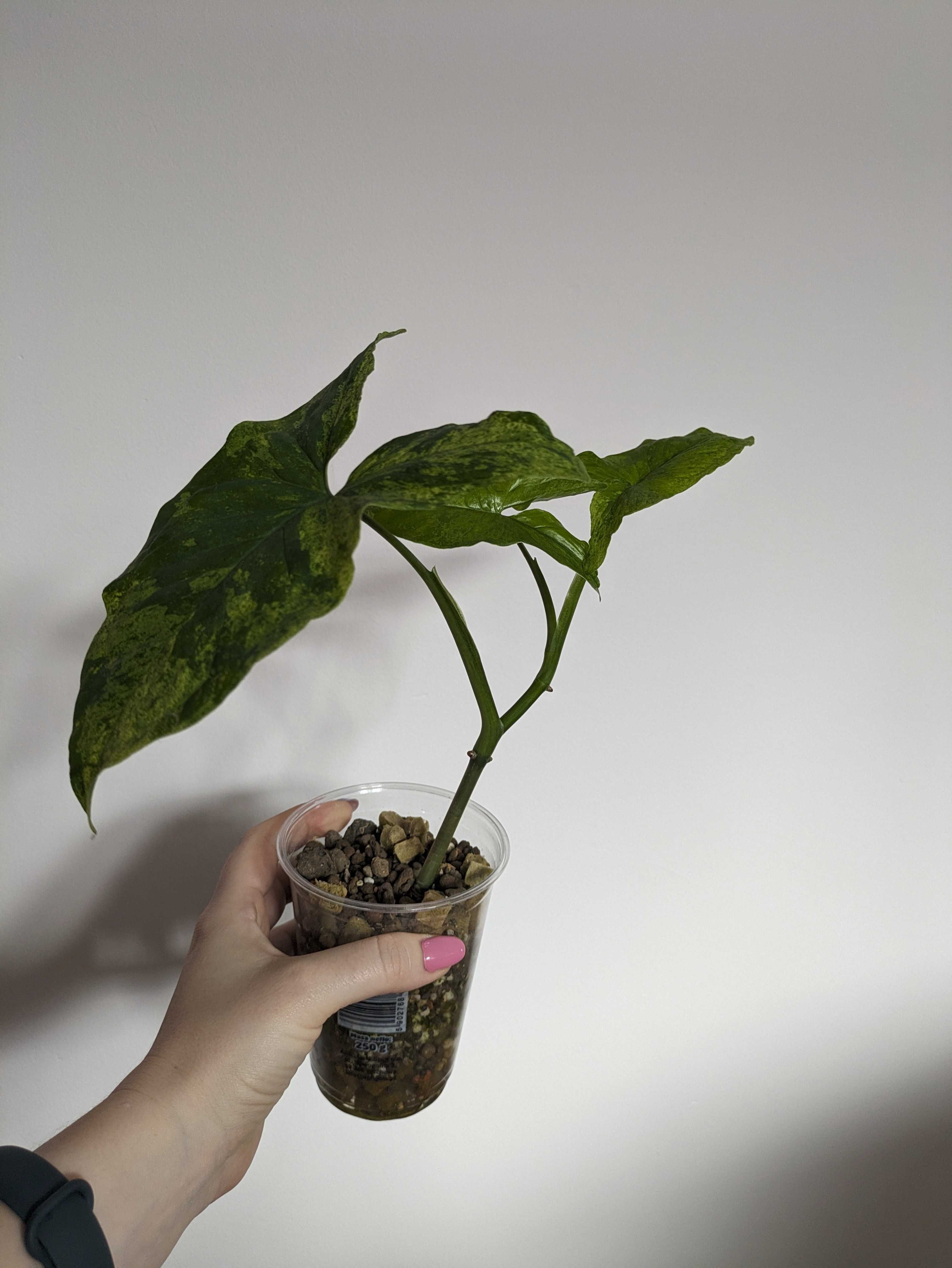 Syngonium Mottled Mojito