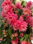 Lindo epiphyllium cor rosa.